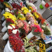 گلهای داوودی و گلهای شاخه ای در المپیک ۶۵تومن