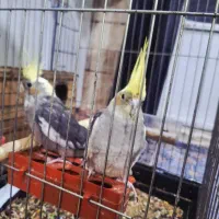 عروس هلندی|پرنده|سوسنگرد, |دیوار