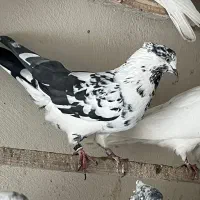 کبوتر زغالی کاکلی|پرنده|کرج, حصارک بالا|دیوار