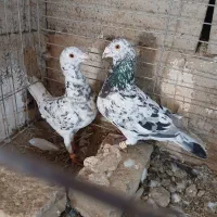 جفت سار ۲ تومان قیمت مناسب