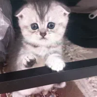 گربه اسکاتیش