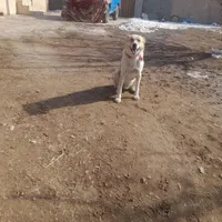 واگذاری سگ گله ای