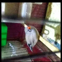 جفت اصل هیکل قول پیکر جامبو پاستیل|پرنده|چمران, |دیوار