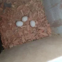 عروس هلندی|پرنده|مرند, |دیوار