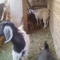 گوسفند|حیوانات مزرعه|کرمان, |دیوار