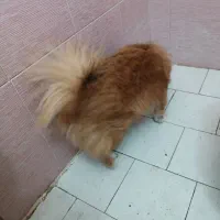 سگ پارمرانین ساکت وبانمک|سگ|تهران, علم و صنعت|دیوار