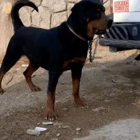 سگ رتوایلر