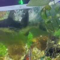 ماهی|ماهی|فسا, |دیوار