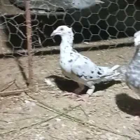 دورگ کاکلی کوهی