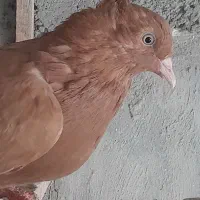 کبوتر زرد قارا کلکسیونی