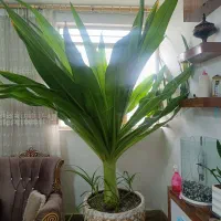 گل سوسن عنکوتی