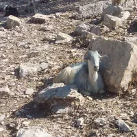 بز  جهت معاوضه