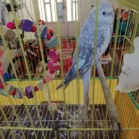 عروس هلندی ماده