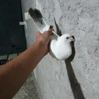 کفتر دم قهوای