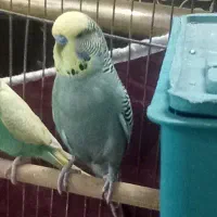 مرغ عشق انگلیسی نر. مادش رنگ خاص