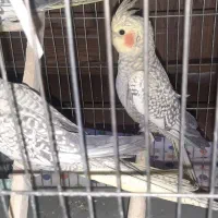 عروس هلندی نر وماده بالغ تازه جفت شدن