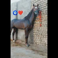 فروش اسب|اسب و تجهیزات اسب‌سواری|تهران, آذربایجان|دیوار