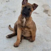 توله بلژین مالینویز وارداتی اصیل