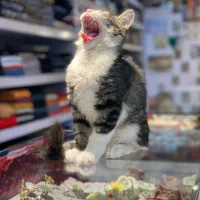 واگذاری رایگان گربه دی اس اچ|گربه|تهران, جوادیه|دیوار