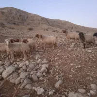 دوازده عدد گوسفند|حیوانات مزرعه|آبدانان, |دیوار