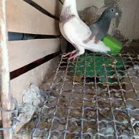 کبوتر پلاکی نژاد دلبر