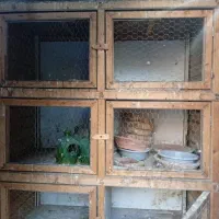 جفتگاه کبوتر|لوازم جانبی حیوانات|رشت, گلسار|دیوار