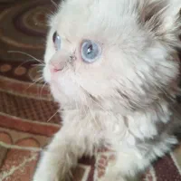 گربه پرشین ماده