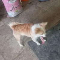یک جفت سگ پاکوتاه با توله