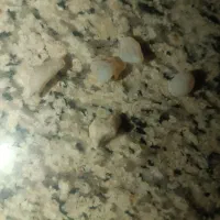 الماس|جواهرات|قزوین, |دیوار