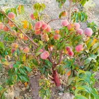 باغ معاوضه با خودرو