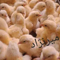 پخش مستقیم جوجه محلی گلپایگانی و جوجه اردک ورامینی|حیوانات مزرعه|ساری, |دیوار