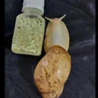خاویار حلزون