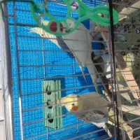 فروش سه عدد عروس هلندی