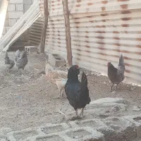 مرغ محلی طوسی