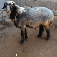 کله پاچه، پاک شده بزرگ