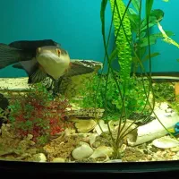 معاوضه ماهی چانا بسیارخوشرنگ با ماهی دیگه