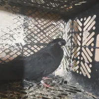 کبوتر‌قنار|پرنده|لیلان, |دیوار