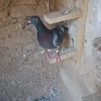 کبوتر سبز