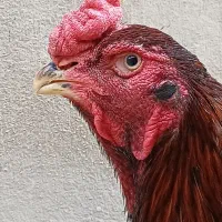 3 تا خروس لاری اصیل افغان