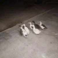 اردک نر ماده|حیوانات مزرعه|بیرانوند, |دیوار