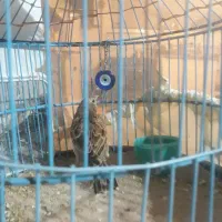 پرنده|پرنده|گلپایگان, |دیوار