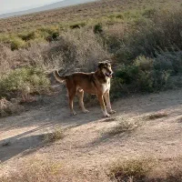 سگ خراسانی|سگ|اسفراین, |دیوار