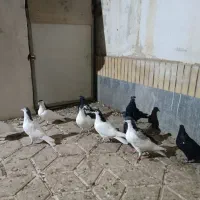 تعداد۱۰عددجوجه‌آماده‌ی‌جلدشدن|پرنده|چناران, |دیوار