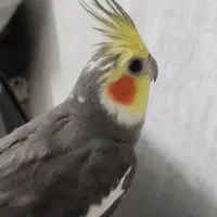 عروس هلندی نر سخنگو وزیبا