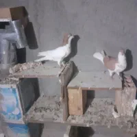 ۱۸۰۰تومان