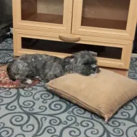 تعدادی حیوان خوشگل دنبال صاحب میگردن|فعالیت داوطلبانه|سبزوار, ایزی شهر|دیوار