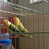 کوتوله برزیلی طوطی