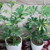 گل با گلدان دونه 230 شهرک کرناچی