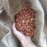 بادام زمینی درجه «۱»خارجی امسالی