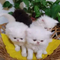 گربه